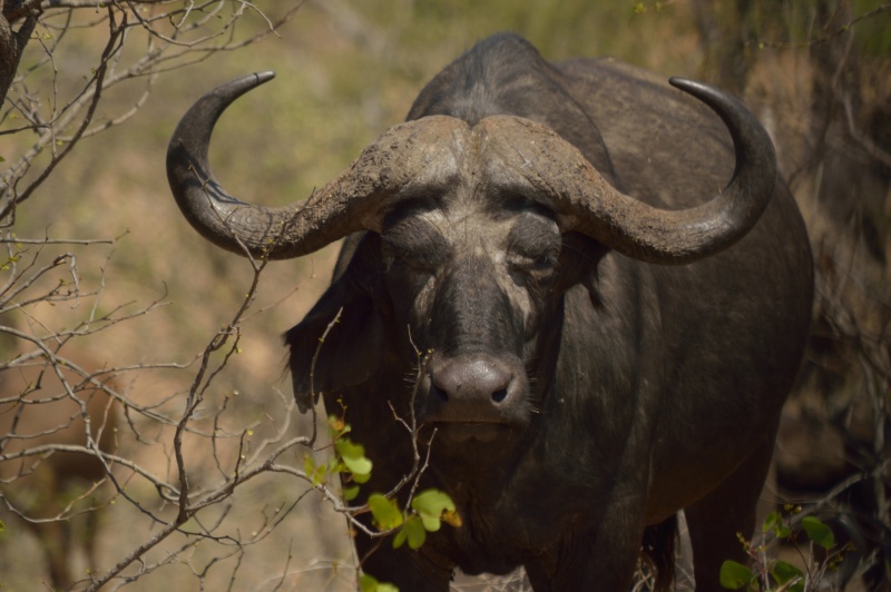 Na přelom října a listopadu 2015 naplánoval Bushman s Martinem Šílem Expedici za divokou Afrikou. Jakmile jsem si přečetl program expedice zahrnující čtyřdenní track divokou přírodou s doprovodem profesionálních průvodců Krugerova národního parku, bylo rozhodnuto. Můj běžný život na malém městě, práce především za kancelářským stolem, s hromadou papírů před sebou a oslavou čtyřicátých narozenin čerstvě za sebou, jako by předurčila, že mi tato výprava nesmí utéct.